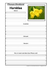 Pflanzensteckbrief-Hornklee.pdf